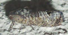 Cryptophlebia peltastica