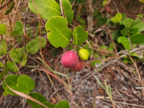 Cocoplum