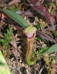 Nepenthes bokorensis