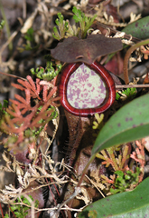 Nepenthes bokorensis