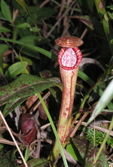 Nepenthes bokorensis