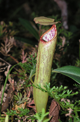 Nepenthes bokorensis