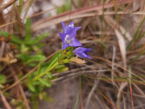 Neurotheca corymbosa