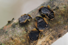 Biscogniauxia marginata