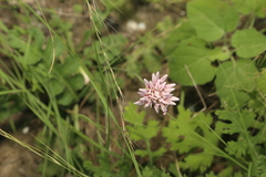 Acourtia runcinata, photograph (c) Reid Hardin, some rights reserved (CC BY)