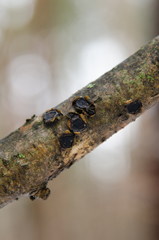 Biscogniauxia marginata