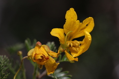 Chamaecrista greggii, photograph (c) Reid Hardin, some rights reserved (CC BY)