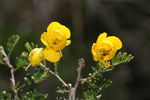 Chamaecrista greggii, photograph 5