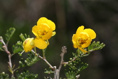 Chamaecrista greggii, photograph (c) Reid Hardin, some rights reserved (CC BY)
