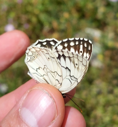 Mediterranean Marbled White