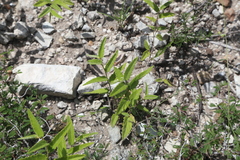 Meximalva filipes, photograph (c) Reid Hardin, some rights reserved (CC BY)