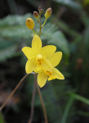 Spathoglottis affinis