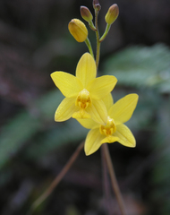 Spathoglottis affinis