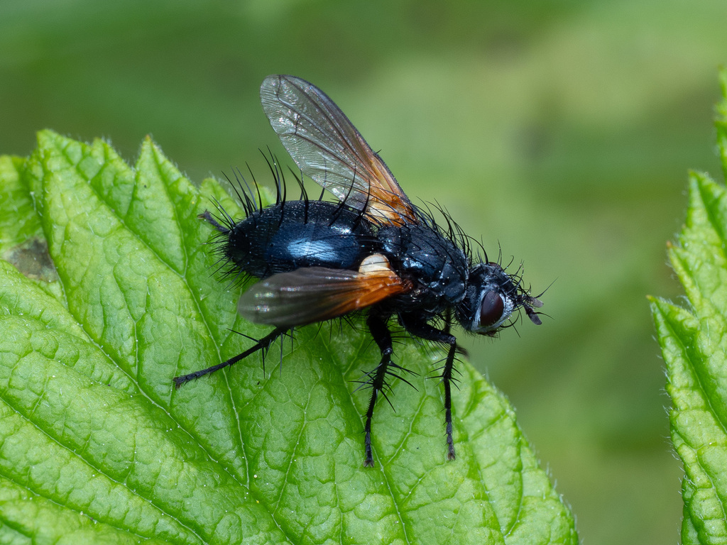 Zophomyia temula