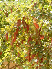 Piliostigma reticulatum