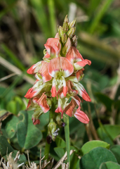 Indigofera jamaicensis