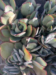 Gibbiflorae
