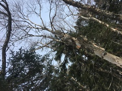 Poecile atricapillus