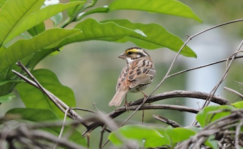 Yellow-browed Bunting, photo 3 of 10