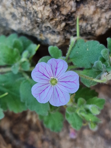Erodium corsicum, photograph 5