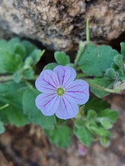 Erodium corsicum, photograph author not stated, no rights reserved
