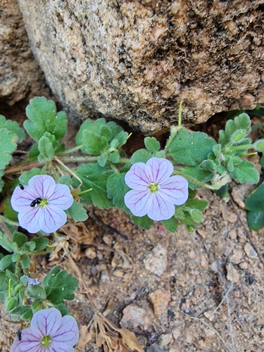 Erodium corsicum, photograph 6