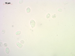 Pseudolaccaria pachyphylla