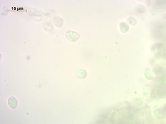 Pseudolaccaria pachyphylla