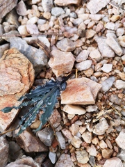 Freesia viridis crispifolia