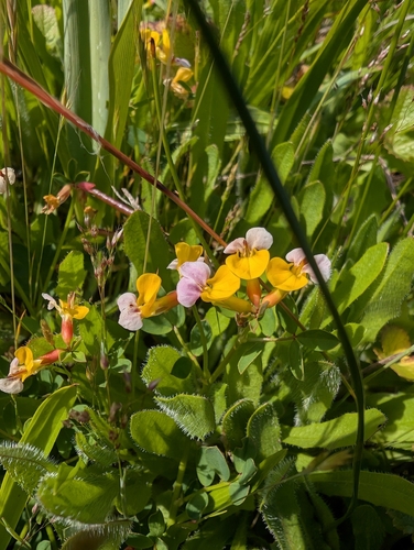 Hosackia gracilis, photograph 6