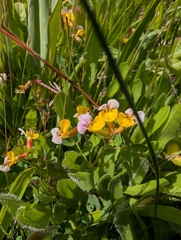 Hosackia gracilis, photograph (c) Simone Littledale, some rights reserved (CC BY)