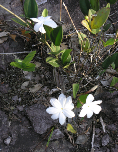 Jasminum nobile, photograph 3