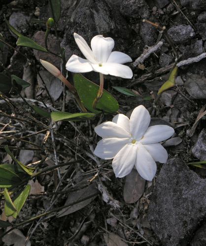 Jasminum nobile, photograph 2