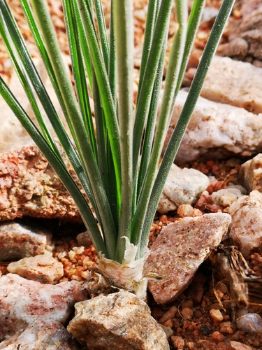 Albuca spiralis