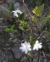 Jasminum nobile