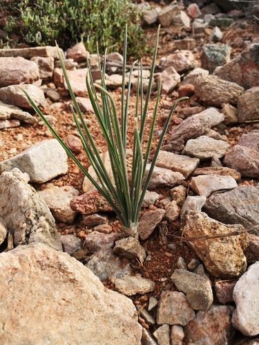 Albuca spiralis