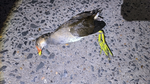 Eurasian Moorhen