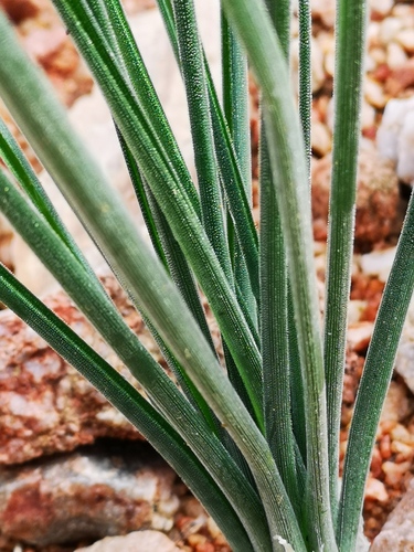 Albuca spiralis