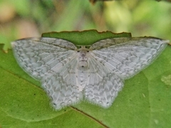 Leucodrepana serratilinea