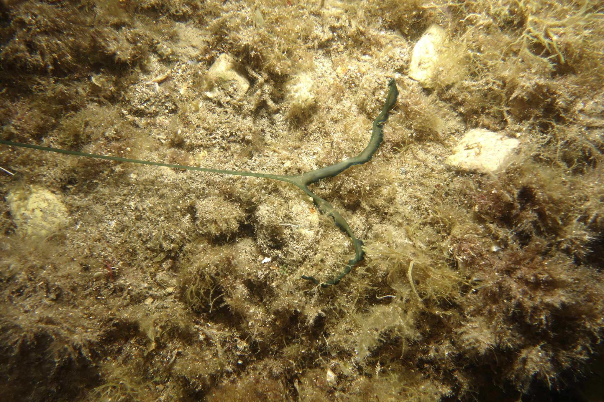 Bonellia viridis Rolando, 1822