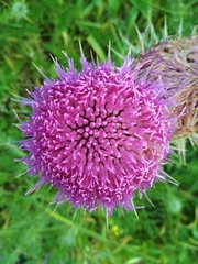 Onopordum carduiforme