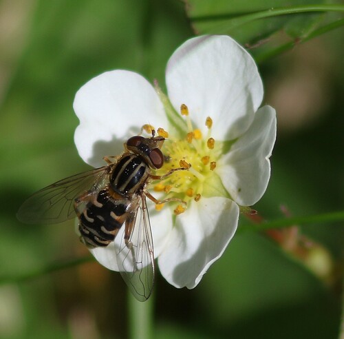Long-nosed Swamp Fly