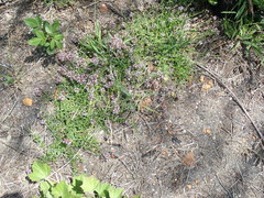 Lobelia jasionoides