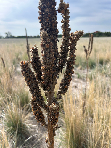 great mullein