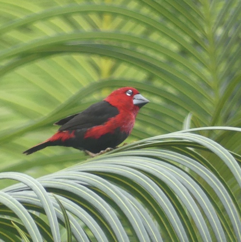Black-bellied Seedcracker