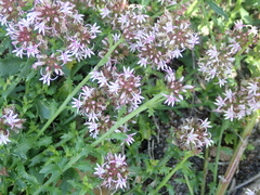 Lobelia jasionoides