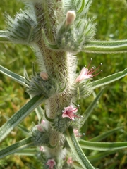 Echium glomeratum