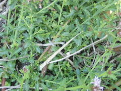 Lobelia jasionoides