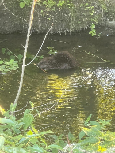 Eurasian Beaver