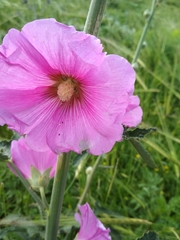 Alcea setosa